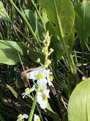 Sagittaria