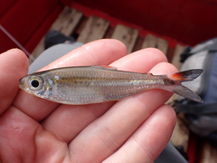 Bryconops caudomaculatus