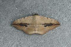 Hulodes drylla