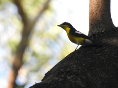 Ficedula zanthopygia