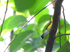 Ficedula zanthopygia