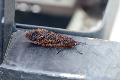 Eubasilissa maclachlani