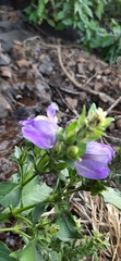Calacanthus grandiflorus