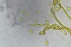 Oligonema persimile