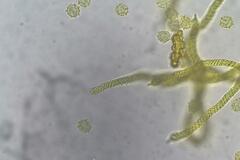 Oligonema persimile