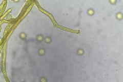 Oligonema persimile