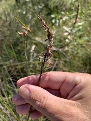 Schoenus brevifolius