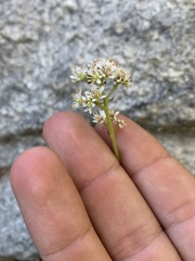 Micranthes occidentalis