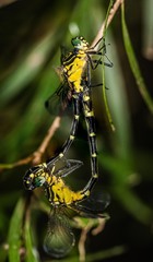 Austrogomphus amphiclitus