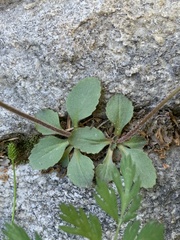 Micranthes occidentalis