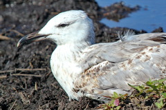 Larus fuscus