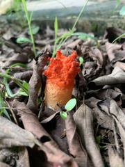 Lysurus corallocephalus