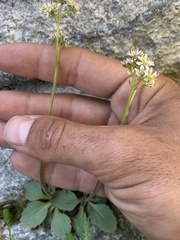 Micranthes occidentalis