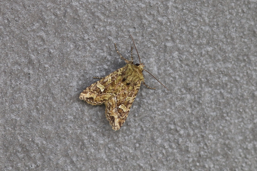 Mniotype inthanoni