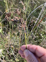 Schoenus brevifolius