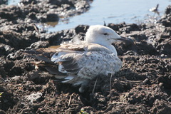 Larus fuscus