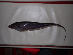 Sternopygus macrurus