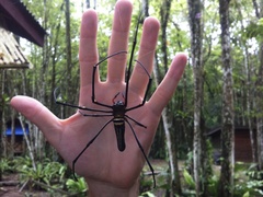 Nephila pilipes