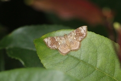 Chalyboclydon flexilinea