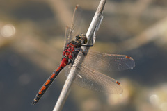 Leucorrhinia borealis