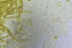 Oligonema persimile