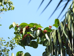 Ficus drupacea