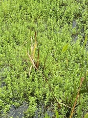 Bacopa monnieri
