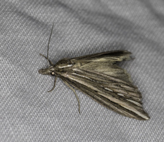 Meyrickella torquesauria