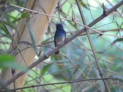 Cyornis hainanus