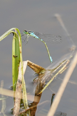 Coenagrion resolutum