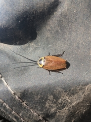 Ellipsidion australe