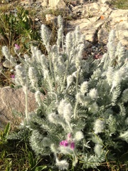 Oxytropis splendens