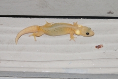Hemiphyllodactylus chiangmaiensis
