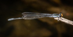 Pseudagrion ignifer