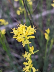 Glischrocaryon behrii