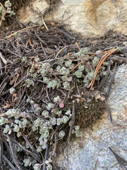 Sedum debile