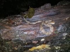 Bothrops atrox