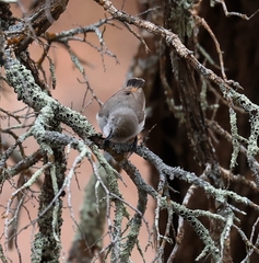 Acanthiza uropygialis