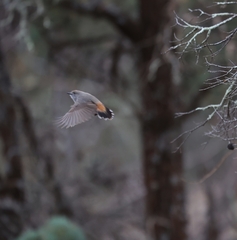 Acanthiza uropygialis