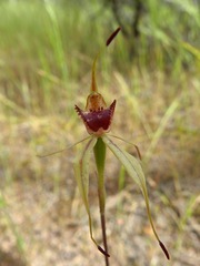 Caladenia lowanensis