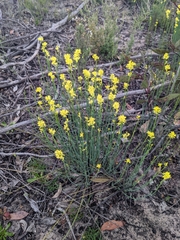 Glischrocaryon behrii