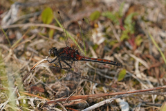 Leucorrhinia borealis