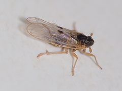 Delphacodes quadrispinosa