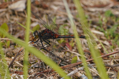 Leucorrhinia borealis