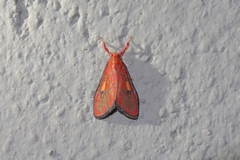 Ammatho callida