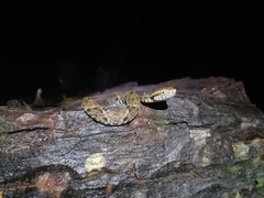 Bothrops atrox