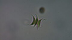 Scenedesmaceae