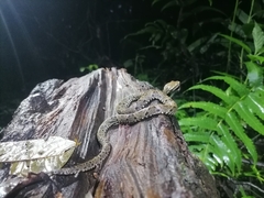 Bothrops atrox