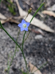 Wahlenbergia gracilenta