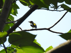 Ficedula zanthopygia